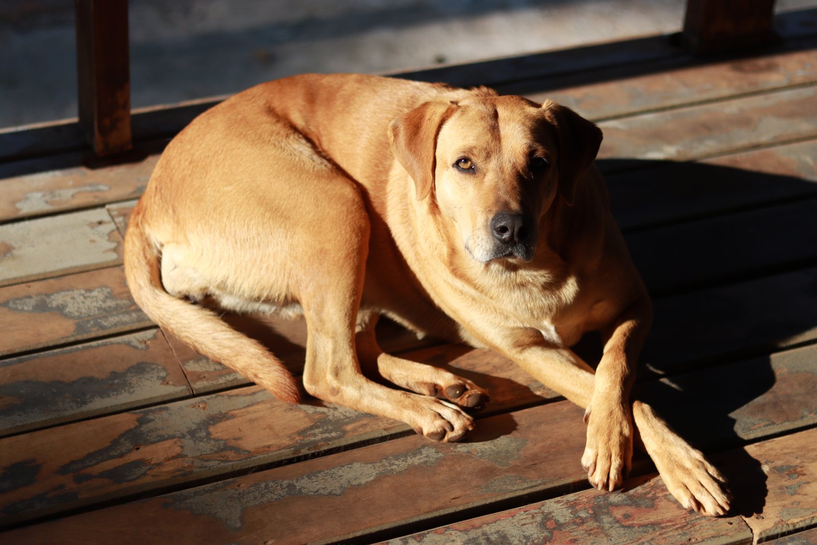 Fotografia autoral de cachorro deitado ao sol